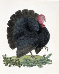 Zoologiskt diagram (ornitologi): Turkiet (inhemsk kalkon eller Melaeagris gallopavo). Illustration i "Fåglarnas historia, målade i deras utseende och känsliga aspekter" av Francois Nicolas Martinet (1731-1800) (gravyr)