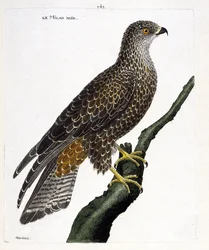 Zoologisk plansch (ornitologi): svart Milvus migrans på en gren. Illustration i 