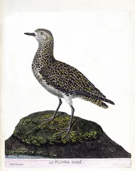 Zoologiskt diagram (ornitologi): casoar (casoar en hjälm eller cassuarius cassuarius). Illustration i "Fåglarnas historia, målade i deras utseende och känsliga aspekter" av Francois Nicolas Martinet (1731-1800). Privat samling.
