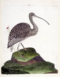 Zoologiskt diagram (ornitologi): slingor (skulpaska eller numenius arquata). Illustration i "Fåglarnas historia, målade i deras utseende och känsliga aspekter" av Francois Nicolas Martinet (1731-1800). Privat samling.
