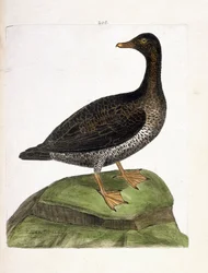 Zoologiskt diagram (ornitologi): ejderhona (ejder ett dun eller somateria mollissima). Illustration i "Fåglarnas historia, målade i deras utseende och känsliga aspekter" av Francois Nicolas Martinet (1731-1800). Privat samling.