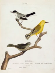 Zoologiskt diagram (ornitologi): fikonträd. Från botten till toppen: hoopoen (california gobemoucheron eller polioptila california), apelsinen från guian (orange sångare eller protonotaria citrea) och det svarta huvudet av Caienne (tropisk gobemoucheron el