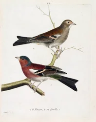 Zoologiskt diagram (ornitologi): från botten till toppen: Nypan och dess hona (trädpinson eller fringilla coelebs) på en gren. Illustration i "Fåglarnas historia, målade i deras utseende och känsliga aspekter" av Francois Nicolas Martinet (1731-180)