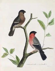 Zoologiskt diagram (ornitologi): från botten till toppen: bouvreil hane och hona (pion bouvreil eller pyrrhula pyrrrhula) på en gren. Illustration i "Fåglarnas historia, målade i deras utseende och känsliga aspekter" av Francois Nicolas Martinet (1731)