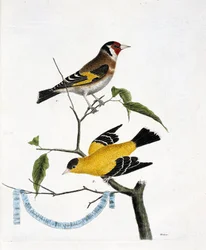 Zoologiskt diagram (ornitologi): uppifrån och ned: Chardonneret (chardonneret elegant eller carduelis carduelis) och chardonneret of China (Tarin sad eller carduelis tristis) på en gren. Illustration i "Fåglarnas historia, målad i deras utseende