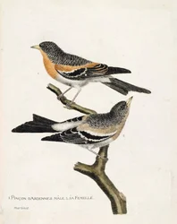 Zoologiskt diagram (ornitologi): från topp till botten: Ardennerpinson hanen och honan (norra pinson eller fringilla montifringilla) på en gren. Illustration i "Fåglarnas historia, målade i deras utseende och känsliga aspekter" av Francois Nico