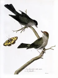 Zoologiskt diagram (ornitologi): uppifrån och ned: pormaskhöken och dess hona (Sylvia atricapilla) på en gren. Illustration i "Fåglarnas historia, målade i deras utseende och känsliga aspekter" av Francois Nicolas Martinet (1731-1800). P