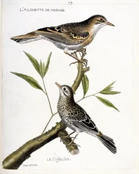 Zoologiskt diagram (ornitologi): uppifrån och ned: kärrlärkan (pipit rousseline eller anthus campestris) och cujelier (pipit farlouse eller anthus pratensis) på en gren. Illustration i "Fåglarnas historia, målad i deras utseende och känslighet