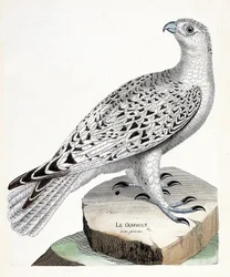 Zoologiskt diagram (ornitologi): gerfault (gerfaut falk eller falco rusticolus). Illustration i "Fåglarnas historia, målade i deras utseende och känsliga aspekter" av Francois Nicolas Martinet (1731-1800). Privat samling.