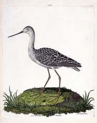 Zoologiskt diagram (ornitologi): grå pråm (röd pråm eller limosa lapponica). Illustration i "Fåglarnas historia, målade i deras utseende och känsliga aspekter" av Francois Nicolas Martinet (1731-1800). Privat samling.