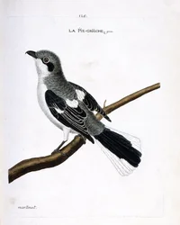 Zoologiskt diagram (ornitologi): grå grieche (grå shrike eller lanius excubitor) på en gren. Illustration i "Fåglarnas historia, målade i deras utseende och känsliga aspekter" av Francois Nicolas Martinet (1731-1800). Privat samling.