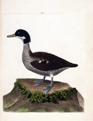 Zoologiskt diagram (ornitologi): java kricka (grå kricka eller anas gibberifrons). Illustration i "Fåglarnas historia, målade i deras utseende och känsliga aspekter" av Francois Nicolas Martinet (1731-1800). Privat samling.