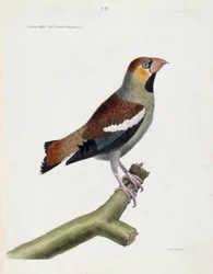 Zoologiskt diagram (ornitologi): stor näbb (grosbeak) eller kärnor (coccauthrausts) på en gren. Illustration i "Fåglarnas historia, målade i deras utseende och känsliga aspekter" av Francois Nicolas Martinet (1731-1800). Privat samling.