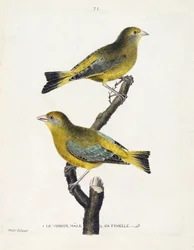 Zoologiskt diagram (ornitologi): manliga och kvinnliga verdier (europeisk verdier eller carduelis chloris) på en gren. Illustration i "Fåglarnas historia, målade i deras utseende och känsliga aspekter" av Francois Nicolas Martinet (1731-1800). Privat koll