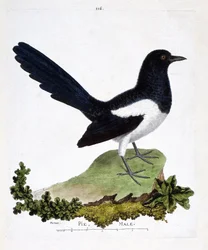 Zoologiskt diagram (ornitologi): skata av manlig eller pratsam paj (pica pica). Illustration i "Fåglarnas historia, målade i deras utseende och känsliga aspekter" av Francois Nicolas Martinet (1731-1800). Privat samling.