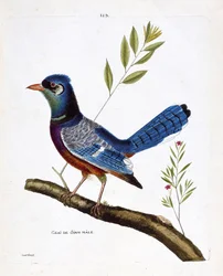 Zoologiskt diagram (ornitologi): Siam jay hane (blue jay eller cyanocitta cristata) på en gren. Illustration i "Fåglarnas historia, målade i deras utseende och känsliga aspekter" av Francois Nicolas Martinet (1731-1800). Privat samling.