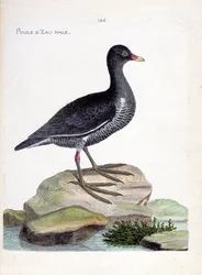Zoologiskt diagram (ornitologi): hane (waterhen eller gallinula chloropus). Illustration i "Fåglarnas historia, målade i deras utseende och känsliga aspekter" av Francois Nicolas Martinet (1731-1800). Privat samling.