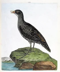 Zoologiskt diagram (ornitologi): marouette (fläckmarouett eller porzana porzana). Illustration i "Fåglarnas historia, målade i deras utseende och känsliga aspekter" av Francois Nicolas Martinet (1731-1800). Privat samling.