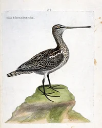 Zoologiskt diagram (ornitologi): gammal hane becassine (marsh becassine eller gallinago gallinago). Illustration i "Fåglarnas historia, målade i deras utseende och känsliga aspekter" av Francois Nicolas Martinet (1731-1800). Privat samling.