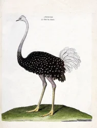 Zoologiskt diagram (ornitologi): struts (struthio camelus). Illustration i "Fåglarnas historia, målade i deras utseende och känsliga aspekter" av Francois Nicolas Martinet (1731-1800). Privat samling.