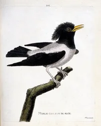 Zoologiskt diagram (ornitologi): rosa koltrast (rödaktig stare eller sturnus roseus) på en gren. Illustration i "Fåglarnas historia, målade i deras utseende och känsliga aspekter" av Francois Nicolas Martinet (1731-1800). Privat samling.