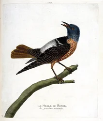 Zoologiskt diagram (ornitologi): stenkoltrast (stenkoltrast eller monticola saxatilis). Illustration i "Fåglarnas historia, målade i deras utseende och känsliga aspekter" av Francois Nicolas Martinet (1731-1800). Privat samling.