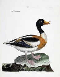 Zoologiskt diagram (ornitologi): tadorne (tadorne de belon eller tadorna tadorna). Illustration i "Fåglarnas historia, målade i deras utseende och känsliga aspekter" av Francois Nicolas Martinet (1731-1800). Privat samling.