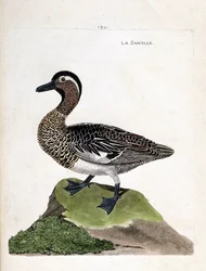 Zoologiskt diagram (ornitologi): kricka (sommar kricka eller anas querquedula). Illustration i "Fåglarnas historia, målade i deras utseende och känsliga aspekter" av Francois Nicolas Martinet (1731-1800). Privat samling.