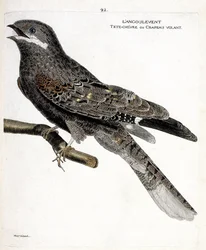 Zoologiskt diagram (ornitologi): angulventen (europeisk natthök eller caprimulgus europaeus) på en gren. Illustration i "Fåglarnas historia, målade i deras utseende och känsliga aspekter" av Francois Nicolas Martinet (1731-1800). Privata samlingar