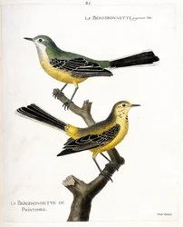 Zoologiskt diagram (ornitologi): själva bergeronnetten och fjäderbergeronnetten (springbergeronnette eller motacilla flava) på en gren. Illustration i "Fåglarnas historia, målade i deras utseende och känsliga aspekter" av Francois Nicolas Ma