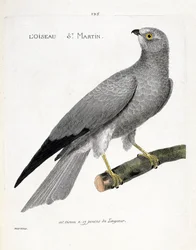 Zoologiskt diagram (ornitologi): fågeln saint martin (busard saint martin eller cirkus cyaneus) på en gren. Illustration i "Fåglarnas historia, målade i deras utseende och känsliga aspekter" av Francois Nicolas Martinet (1731-1800). Privat samling