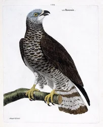 Zoologiskt diagram (ornitologi): bondree (apivore bondree eller pernis apivorus) på en gren. Illustration i "Fåglarnas historia, målade i deras utseende och känsliga aspekter" av Francois Nicolas Martinet (1731-1800). Privat samling.