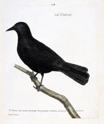 Zoologiskt diagram (ornitologi): kålen (tornens kål eller corvus monedula) på en gren. Illustration i "Fåglarnas historia, målade i deras utseende och känsliga aspekter" av Francois Nicolas Martinet (1731-1800). Privat samling.