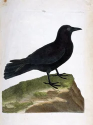 Zoologisk plansch (ornitologi): svartkråka (Corvus corone). Illustration i ”Fåglarnas historia, målade i sina synliga och känsliga aspekter” av François Nicolas Martinet (1731-1800). Privat samling.