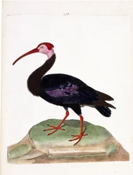 Zoologiskt diagram (ornitologi): krullen har ett bar huvud av det goda hoppets mössa (ibis du cap eller geronticus calvus). Illustration i "Fåglarnas historia, målade i deras utseende och känsliga aspekter" av Francois Nicolas Martinet (1731-1800). P