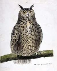 Zoologiskt diagram (ornitologi): hertigen eller storhertigen (storhertigen eller bubo bubo) på en gren. Illustration i "Fåglarnas historia, målade i deras utseende och känsliga aspekter" av Francois Nicolas Martinet (1731-1800). Privat samling.