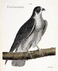 Zoologiskt diagram (ornitologi): falken kommer ut eller falken ut (pelerinefalk eller falco peregrinus) på en gren. Illustration i "Fåglarnas historia, målade i deras utseende och känsliga aspekter" av Francois Nicolas Martinet (1731-1800). Pri