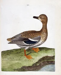 Zoologiskt diagram (ornitologi): vildandhonan (gräsand eller anas platyrhynchos). Illustration i "Fåglarnas historia, målade i deras utseende och känsliga aspekter" av Francois Nicolas Martinet (1731-1800). Privat samling.
