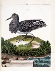 Zoologisk plansch (ornitologi): brushanen eller den manliga havspåfågeln (brushane eller Philomachus pugnax). Illustration i “Fåglarnas historia, målade i sina synliga och känsliga aspekter” av François Nicolas Martinet (1731-1800). Privat samling