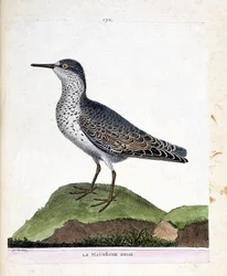 Zoologiskt diagram (ornitologi): den grå maubechen (lila näbb eller calidris maritima). Illustration i "Fåglarnas historia, målade i deras utseende och känsliga aspekter" av Francois Nicolas Martinet (1731-1800). Privat samling.