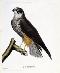 Zoologiskt diagram (ornitologi): hobreau (hökhök eller falco subbuteo) på en gren. Illustration i "Fåglarnas historia, målade i deras utseende och känsliga aspekter" av Francois Nicolas Martinet (1731-1800). Privat samling.