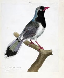 Zoologiskt diagram (ornitologi): kaféets nötskrika (rödnäbbade pirolla eller urocissa erythrorhyncha). Illustration i "Fåglarnas historia, målade i deras utseende och känsliga aspekter" av Francois Nicolas Martinet (1731-1800). Privat kolle