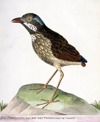 Zoologiskt diagram (ornitologi): kungen av de fyratusen av Cayenne (grallaire kung eller grallaria varia). Illustration i "Fåglarnas historia, målade i deras utseende och känsliga aspekter" av Francois Nicolas Martinet (1731-1800). Privat koll