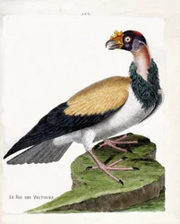 Zoologiskt diagram (ornitologi): gamarnas kung (sarcoramph king eller sarcoramphus papa). Illustration i "Fåglarnas historia, målade i deras utseende och känsliga aspekter" av Francois Nicolas Martinet (1731-1800). Privat samling.