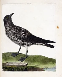Zoologiskt diagram (ornitologi): labbe eller stercorar (pomarin labbe eller stercorarius pomarinus). Illustration i "Fåglarnas historia, målade i deras utseende och känsliga aspekter" av Francois Nicolas Martinet (1731-1800). Privat samling.