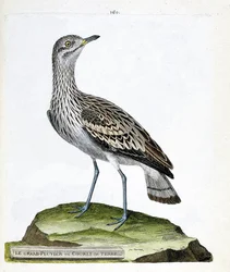 Zoologiskt diagram (ornitologi): storpiparen eller kråkan (oedicneme criard (Burhinus oedicnemus). Illustration i "Fåglarnas historia, målade i deras utseende och känsliga aspekter" av Francois Nicolas Martinet (1731-1800). Privat samling.