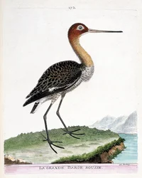 Zoologisk plansch (ornitologi): rödspov (svartstjärtad rödspov eller Limosa limosa). Illustration i ”Fåglarnas historia, målade i sina synliga och sinnliga gestalter” av François-Nicolas Martinet (1731-1800). Privatsamling.