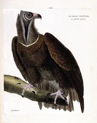 Zoologisk plansch (ornitologi): den stora gamen (munkgam eller Aegypius monachus) på en gren. Illustration i “Fåglarnas historia, målade i sina synliga och känsliga aspekter” av François Nicolas Martinet (1731-1800). Privatsamling.