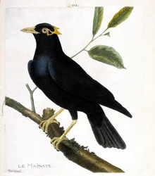 Zoologiskt diagram (ornitologi): mainate (religiös mainate eller gracula religiosa) på en gren. Illustration i "Fåglarnas historia, målade i deras utseende och känsliga aspekter" av Francois Nicolas Martinet (1731-1800). Privat samling.