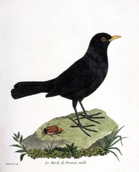 Zoologisk plansch (ornitologi): koltrasten, hane (svart koltrast eller Turdus merula). Illustration i ”Fåglarnas historia, målade i sina synliga och känsliga aspekter” av François Nicolas Martinet (1731-1800). Privatsamling.
